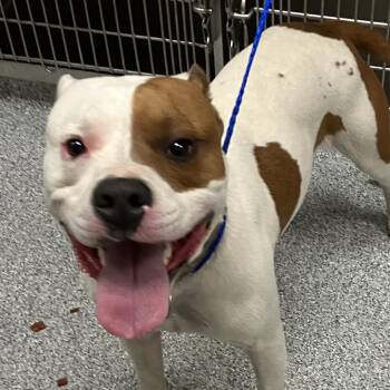 American Staffordshire Terrier Dogs Available for Adoption in Grand Rapids, Michigan - Fudd | PetCurious