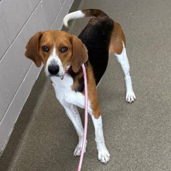 Coonhound and Beagle Dogs Available for Adoption - Helena | PetCurious