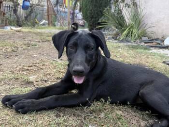 Penny -  Doberman Pinscher and German Shepherd Dog Dog for Adoption in Los Angeles, California - Penny | PetCurious