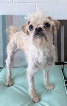 Buggy -  Mixed Breed Dog for Adoption in Thousand Oaks, California - Buggy | PetCurious