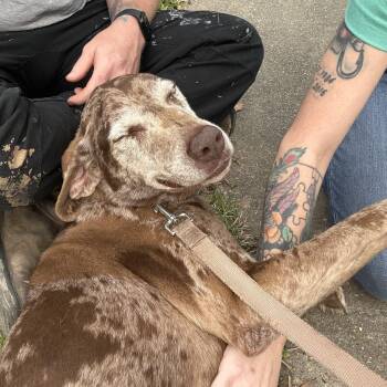 Rescue Mountain Cur Dogs for Adoption in Leesville, Louisiana - Specks | PetCurious