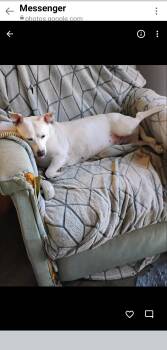 Rescue Mixed Breed Dogs for Adoption - Elsa | PetCurious