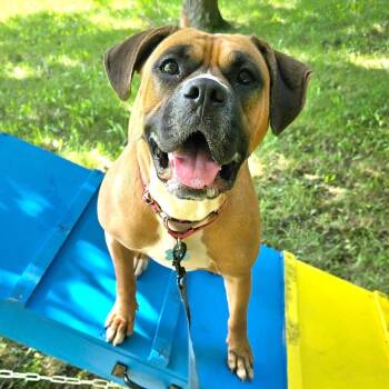 Molly -  Boxer and Mixed Breed Dog for Adoption in Owosso, Michigan - Molly | PetCurious