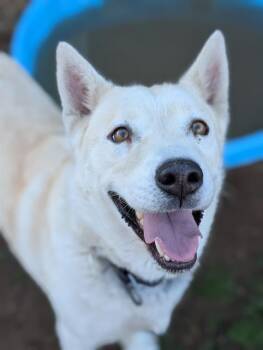 Rescue Siberian Husky and German Shepherd Dog Dogs for Adoption in Sacramento, California - NOCTURNE | PetCurious