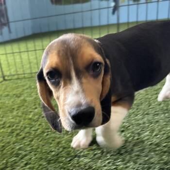 CG6 6915 -  Beagle Dog for Adoption in Loxahatchee Groves, Florida - CG6 6915 | PetCurious