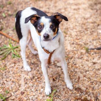 Dobbi -  Jack Russell Terrier and Mixed Breed Dog for Adoption in Hattiesburg, Mississippi - Dobbi | PetCurious