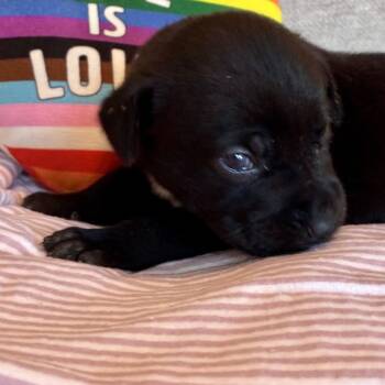 Terrier Dogs Available for Adoption in Waxhaw, North Carolina - Sandy  | PetCurious