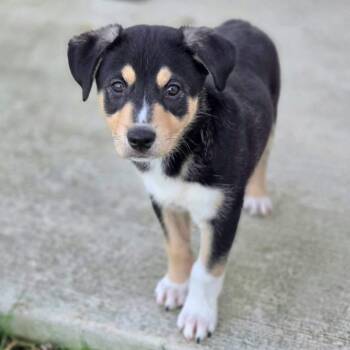 Shepherd and Mixed Breed Dogs Available for Adoption in Shorewood, Illinois - Delaney | PetCurious