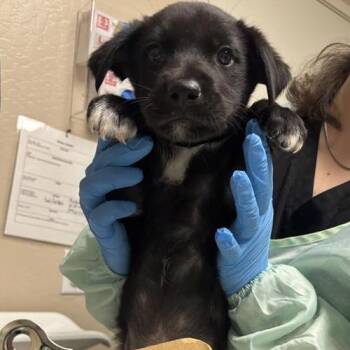 Tamales -  Mixed Breed Dog for Adoption in Tempe, Arizona - Tamales | PetCurious