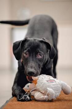 Hound and Mixed Breed Dogs Available for Adoption in Kalispell, Montana - Gumdrop `Missy` | PetCurious