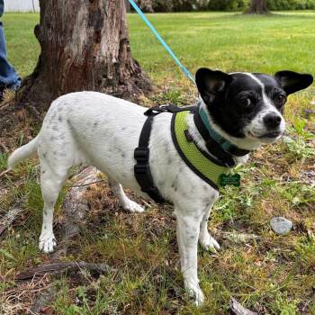 Layla -  Chihuahua Dog for Adoption in Covington, Washington - Layla | PetCurious