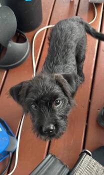 Lainey -  Terrier Dog for Adoption in Detroit, Michigan - Lainey | PetCurious