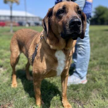 Draco -  Basset Hound and Hound Dog for Adoption in Champaign, Illinois - Draco | PetCurious