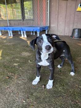 Mixed Breed Dogs Available for Adoption in Dorr, Michigan - Buster | PetCurious