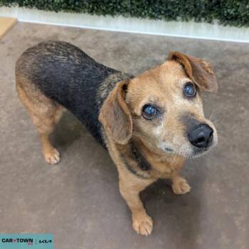 Beagle Dogs Available for Adoption - Allis | PetCurious