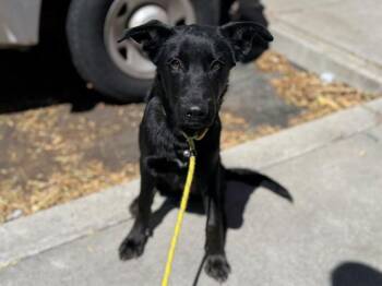 German Shepherd Dog Dogs Available for Adoption in Antioch, California - FALCON | PetCurious