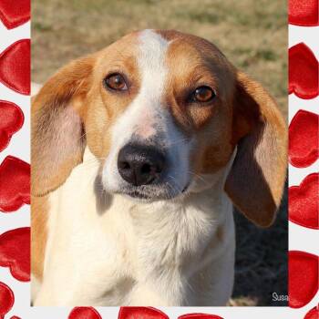 Treeing Walker Coonhound and Mixed Breed Dogs Available for Adoption - Juno | PetCurious