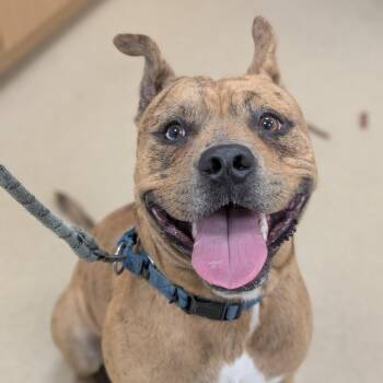 Mixed Breed Dogs Available for Adoption - Ghost | PetCurious