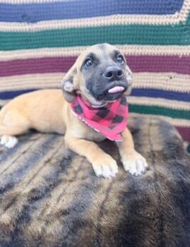 German Shepherd Dog Dogs Available for Adoption in Sedalia, Colorado - Enzo | PetCurious