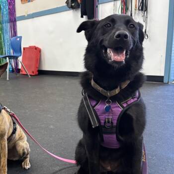 Nixie -  Mixed Breed Dog for Adoption in Fletcher, North Carolina - Nixie | PetCurious