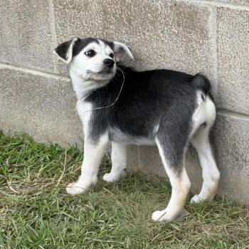 Farrah -  Husky and Chihuahua Dog Available for Adoption in Stahlstown, Pennsylvania - Farrah | PetCurious