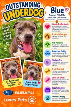 Blue -  American Bully Dog for Adoption in Winter Haven, Florida - Blue | PetCurious