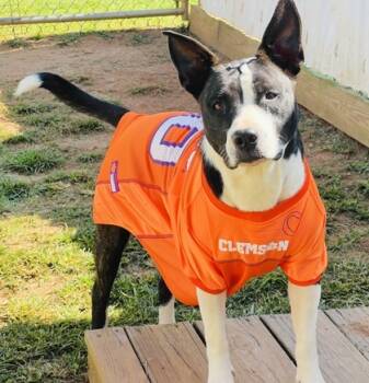 Rescue Pit Bull Terrier and Mixed Breed Dogs for Adoption in Seneca, South Carolina - Kimmy $25 Fostered | PetCurious