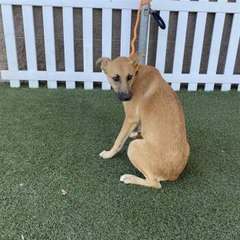 A614658 -  German Shepherd Dog and Mixed Breed Dog for Adoption in Modesto, California - A614658 | PetCurious