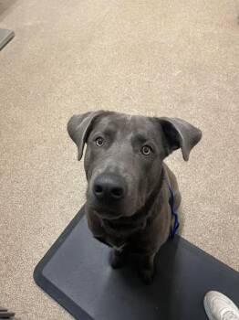 Labrador Retriever Dogs Available for Adoption - Rebel | PetCurious