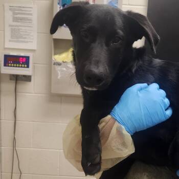 Gator -  Shepherd and Mixed Breed Dog for Adoption in Murray, Utah - Gator | PetCurious