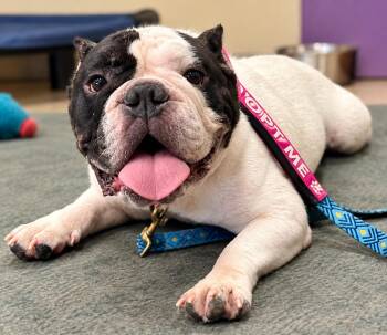 Palmer Potato -  American Bulldog Dog for Adoption in New Orleans, Louisiana - Palmer Potato | PetCurious