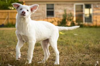 Rescue Australian Cattle Dog Blue Heeler Dogs for Adoption in Clinton, Utah - Glinda | PetCurious