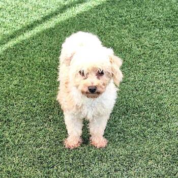 Elsa 0799 -  Poodle Dog for Adoption in Loxahatchee Groves, Florida - Elsa 0799 | PetCurious
