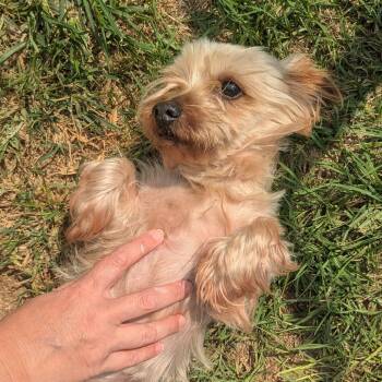 Rescue Yorkshire Terrier Dogs for Adoption in Houston, Texas - Prince Arthur | PetCurious