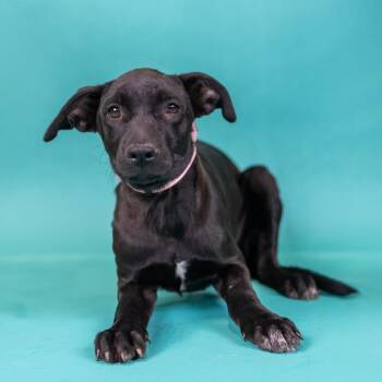 Mixed Breed Dogs Available for Adoption in Portland, Oregon - Dakota | PetCurious