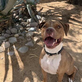 Cliff -  American Staffordshire Terrier and Pit Bull Terrier Dog for Adoption in Oro Valley, Arizona - Cliff | PetCurious