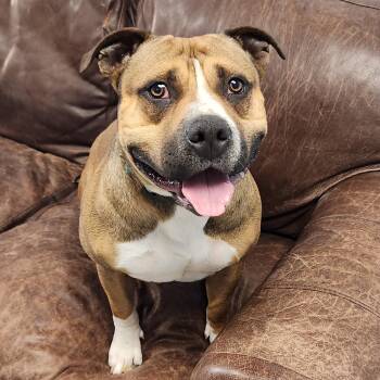 Potato -  American Staffordshire Terrier Dog for Adoption in Marshfield, Wisconsin - Potato | PetCurious