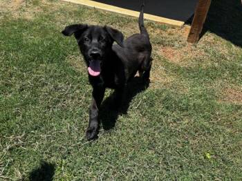 PORTIA -  Labrador Retriever Dog for Adoption in Grovetown, Georgia - PORTIA | PetCurious
