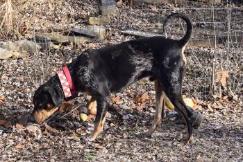 Catahoula Leopard Dog Dogs Available for Adoption - Rufus | PetCurious