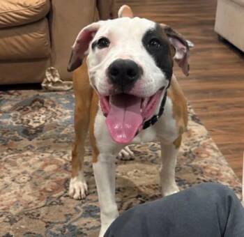 Humphrey -  Pit Bull Terrier Dog for Adoption in Rochester, New York - Humphrey | PetCurious