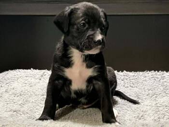 Boxer and Poodle Dogs Available for Adoption - Linkin | PetCurious