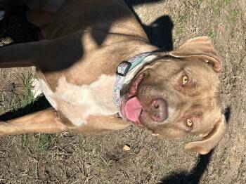 Rescue American Staffordshire Terrier Dogs for Adoption in Charles City, Virginia - Butter | PetCurious