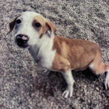 Goldfish -  Hound and Mixed Breed Dog for Adoption in Wilmington, Delaware - Goldfish | PetCurious