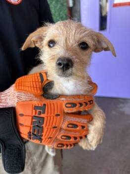 61629947 -  Terrier and Mixed Breed Dog for Adoption in El Paso, Texas - 61629947 | PetCurious
