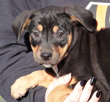 Snickers -  Terrier Dog for Adoption in Millfield, Ohio - Snickers | PetCurious