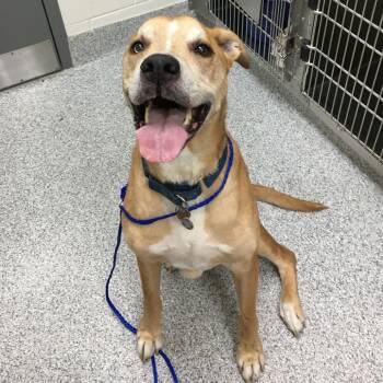 Rescue Mixed Breed Dogs for Adoption in Walker, Michigan - Toby | PetCurious
