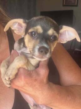 Chewy -  Chihuahua Dog for Adoption in Deming, New Mexico - Chewy | PetCurious