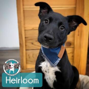 Heirloom Tomato -  Labrador Retriever and Australian Cattle Dog Blue Heeler Dog for Adoption in Friendswood, Texas - Heirloom Tomato | PetCurious