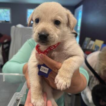 Conti -  Mixed Breed Dog for Adoption in San Francisco, California - Conti | PetCurious