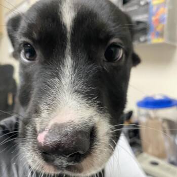 England -  Catahoula Leopard Dog and Australian Shepherd Dog for Adoption in Lakeland, Florida - England | PetCurious